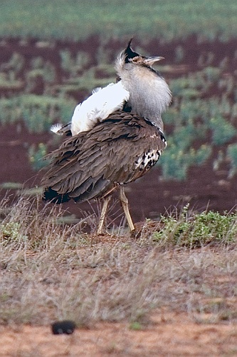 Kenia (429)